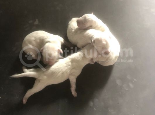 Dogo Argentino Yavruları Şampiyon Soyundan görsel