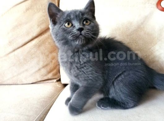 Dişi Yavrularımız Sahiplendirilecektir görsel