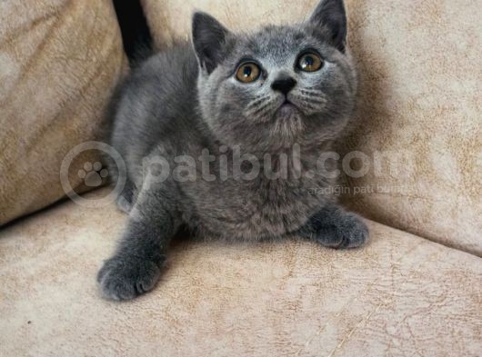 Dişi Yavrularımız Sahiplendirilecektir görsel