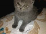 Scottish Fold Yavrular