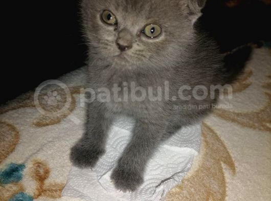 Scottish Fold Yavrular görsel