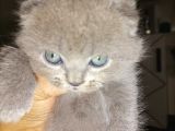 Scottish Fold Yavrular