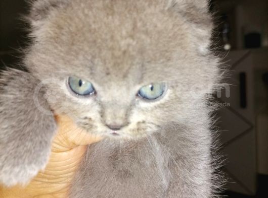 Scottish Fold Yavrular görsel