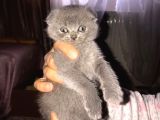 Scottish Fold Yavrular