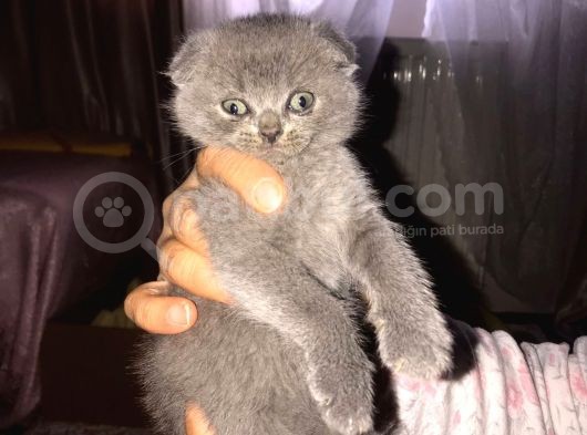 Scottish Fold Yavrular görsel