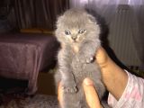Scottish Fold Yavrular