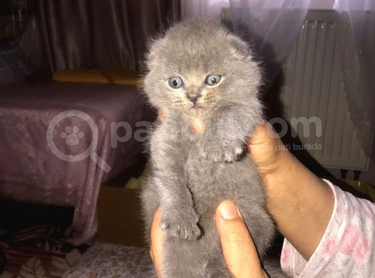 Scottish Fold Yavrular görsel