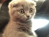Scottish Fold Yavrular