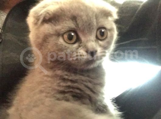 Scottish Fold Yavrular