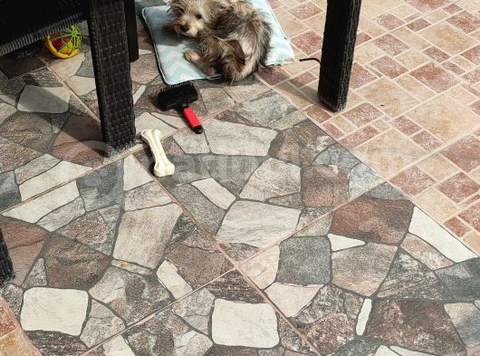 3 Aylık Erkek Terrier Aşıları Yapılmış Tuvalet Eğitimi Var görsel