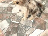 3 Aylık Erkek Terrier Aşıları Yapılmış Tuvalet Eğitimi Var