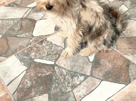 3 Aylık Erkek Terrier Aşıları Yapılmış Tuvalet Eğitimi Var görsel