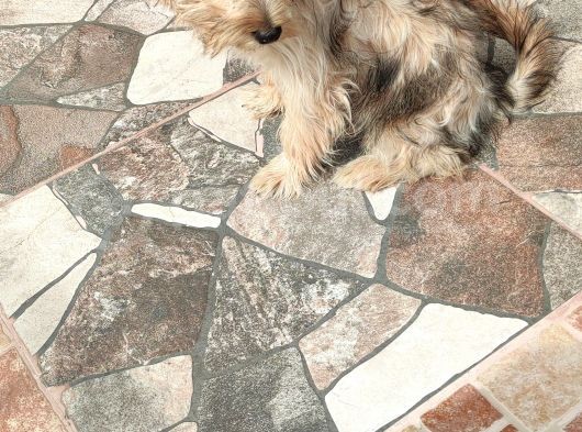 3 Aylık Erkek Terrier Aşıları Yapılmış Tuvalet Eğitimi Var görsel