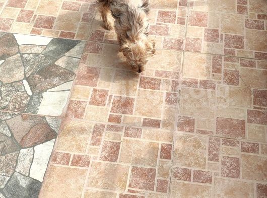 3 Aylık Erkek Terrier Aşıları Yapılmış Tuvalet Eğitimi Var görsel
