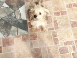 3 Aylık Erkek Terrier Aşıları Yapılmış Tuvalet Eğitimi Var
