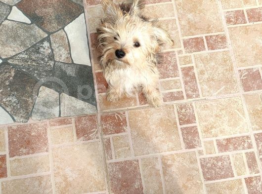 3 Aylık Erkek Terrier Aşıları Yapılmış Tuvalet Eğitimi Var