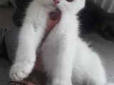 A Kali̇te Bri̇ti̇sh Shorthair 2,5  Aylik Sağlikli 1,5-2,000 