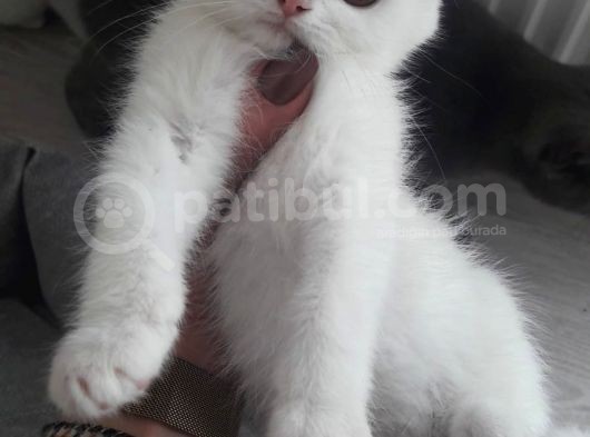 A Kali̇te Bri̇ti̇sh Shorthair 2,5  Aylik Sağlikli 1,5-2,000  görsel
