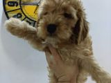 Ev Üreti̇mi̇ -Poodle Surat- F2 Maltipoo - Tüy Dökmez
