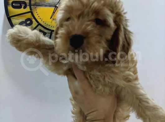 Ev Üreti̇mi̇ -Poodle Surat- F2 Maltipoo - Tüy Dökmez görsel