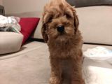 Ev Üreti̇mi̇ -Poodle Surat- F2 Maltipoo - Tüy Dökmez