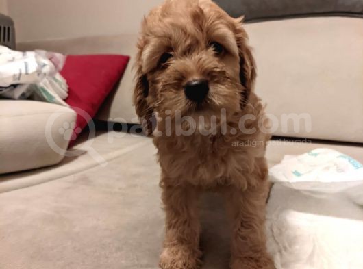 Ev Üreti̇mi̇ -Poodle Surat- F2 Maltipoo - Tüy Dökmez görsel