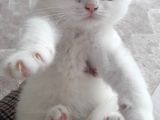 A Kali̇te Bri̇ti̇sh Shorthair 2,5  Aylik Sağlikli 1,5-2,000 
