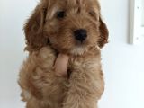Ev Üreti̇mi̇ -Poodle Surat- F2 Maltipoo - Tüy Dökmez
