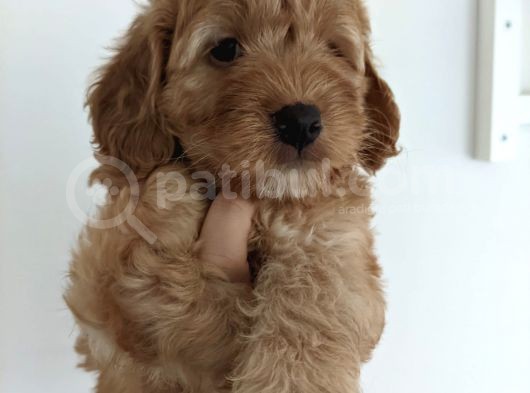 Ev Üreti̇mi̇ -Poodle Surat- F2 Maltipoo - Tüy Dökmez görsel