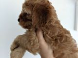 Ev Üreti̇mi̇ -Poodle Surat- F2 Maltipoo - Tüy Dökmez