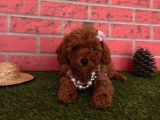 Red Brown Toy Poodle Yavrular