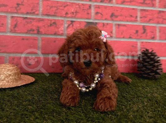 Red Brown Toy Poodle Yavrular