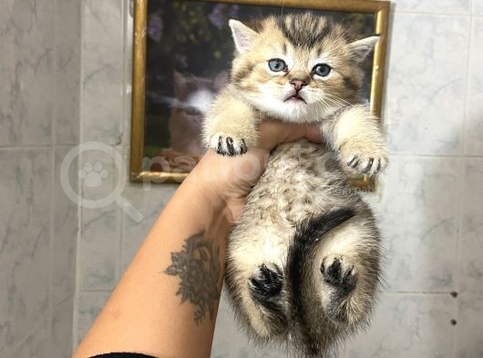 Anne Altından Sağlıklı Yavrular Gold Tabyy görsel