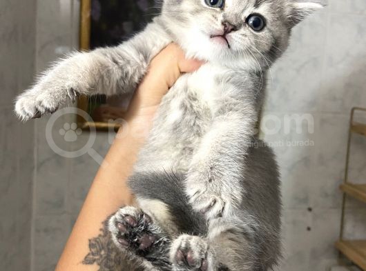 Anne Altından Sağlıklı Yavrular Blue görsel
