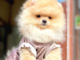 Ayıcık Surat Boo Pomeranian Yavrular