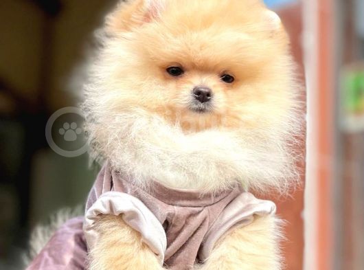 Ayıcık Surat Boo Pomeranian Yavrular görsel
