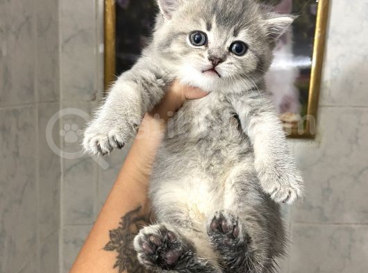 Anne Altından Sağlıklı Yavrular Blue görsel