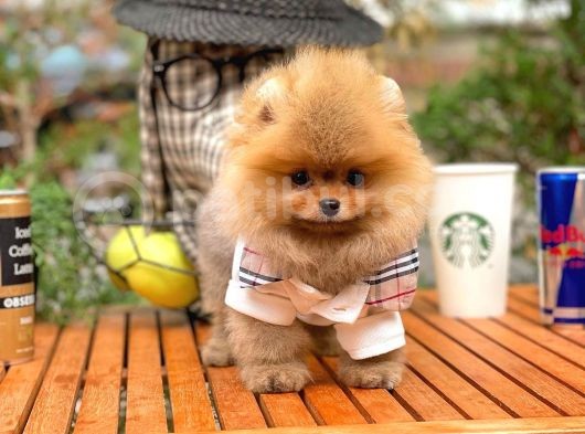 Ayı Surat Pomeranian Boo Yavrularımız görsel