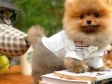 Ayı Surat Pomeranian Boo Yavrularımız
