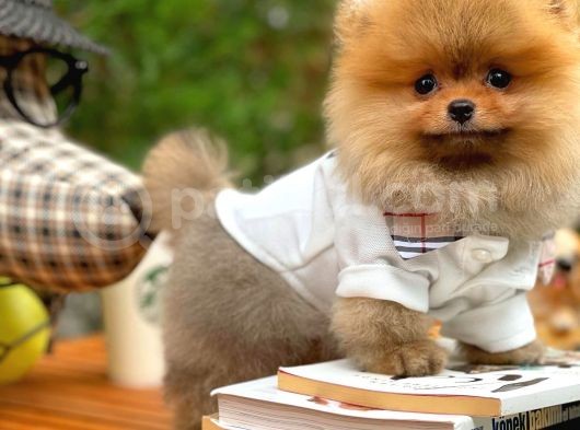 Ayı Surat Pomeranian Boo Yavrularımız