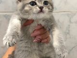Anne Altından Sağlıklı Yavrular Blue