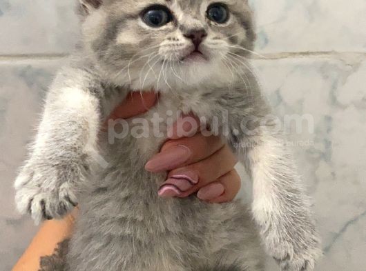 Anne Altından Sağlıklı Yavrular Blue görsel