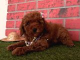Red Brown Toy Poodle Yavrular