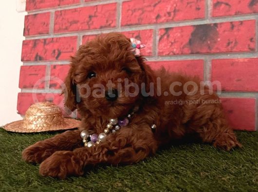 Red Brown Toy Poodle Yavrular görsel