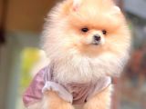 Ayıcık Surat Boo Pomeranian Yavrular