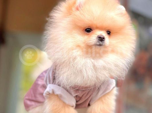 Ayıcık Surat Boo Pomeranian Yavrular görsel