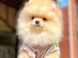 Ayıcık Surat Boo Pomeranian Yavrular