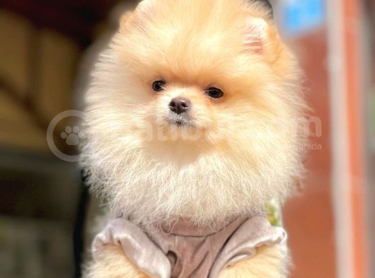 Ayıcık Surat Boo Pomeranian Yavrular