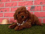 Red Brown Toy Poodle Yavrular