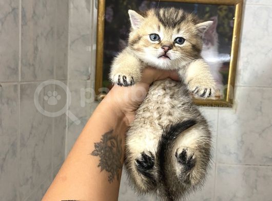 Anne Altından Sağlıklı Yavrular Gold Tabyy görsel